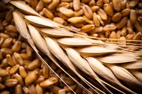 Biomass Energy Crops Biomass Energy