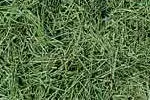 Grass for Composting