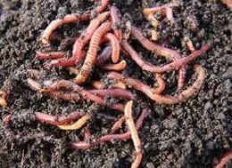 vermicomposting with worms
