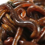 vermicomposting