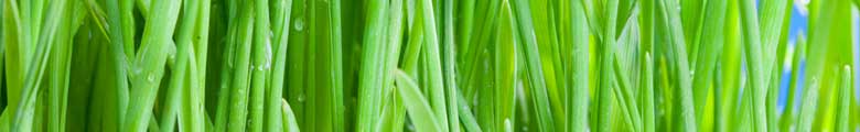 green grass image