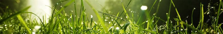 green grass image