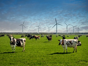 wind power and the environment